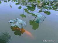 丹阳市阿平电子商务有限公司