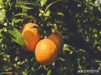 丹阳市阿平电子商务有限公司